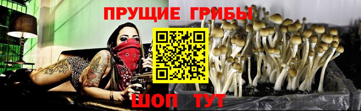 Галлюциногенные грибы прущие грибы Новосибирск